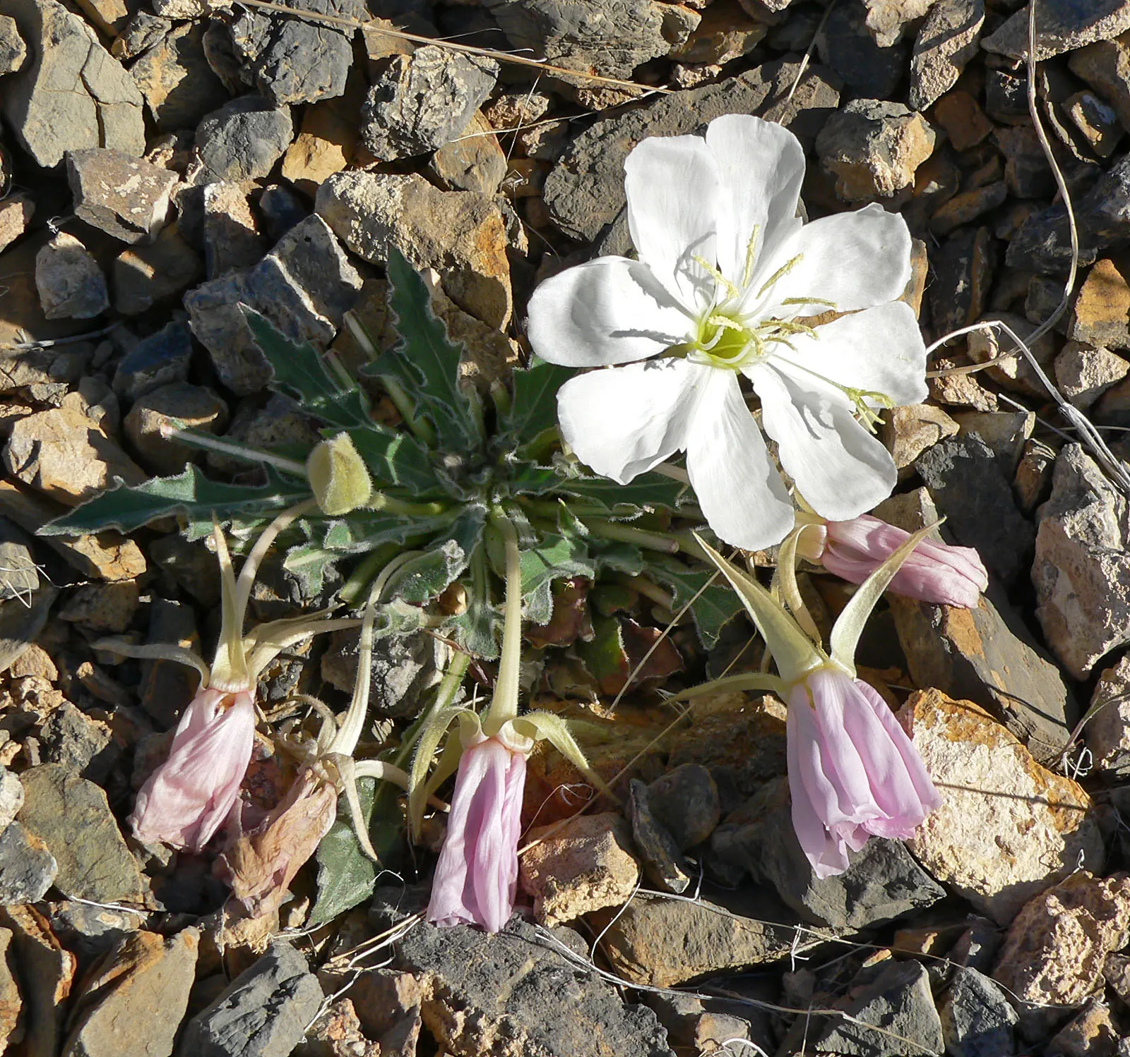 Tufted Evening Primrose (Oenothera Caespitosa) — This species attracts night pollinators, like moths, adding ecological value to your garden; it, image 65