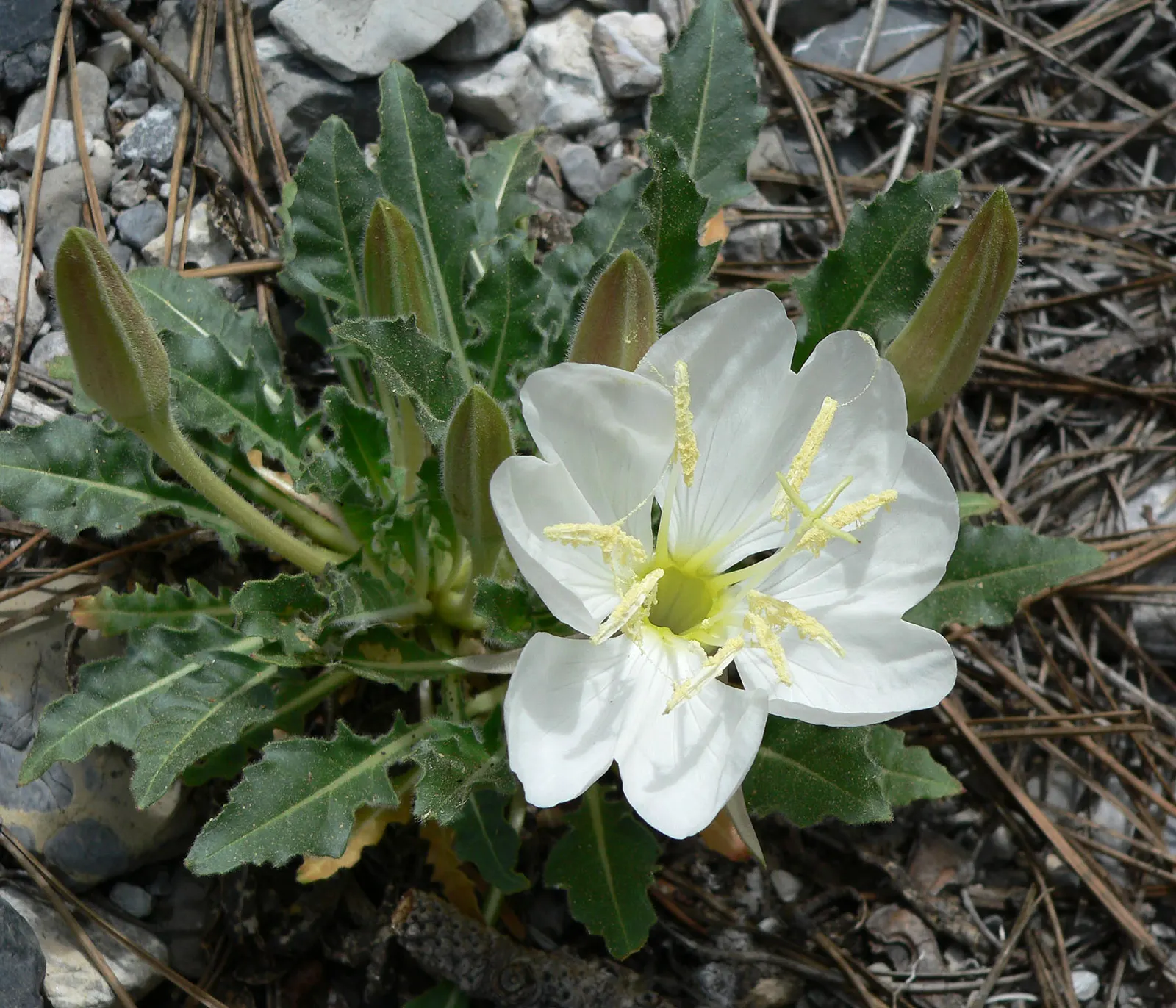 Tufted Evening Primrose (Oenothera Caespitosa) — Blossoms are 2-3 inches in diameter, atop a rosette of lance-shaped leaves