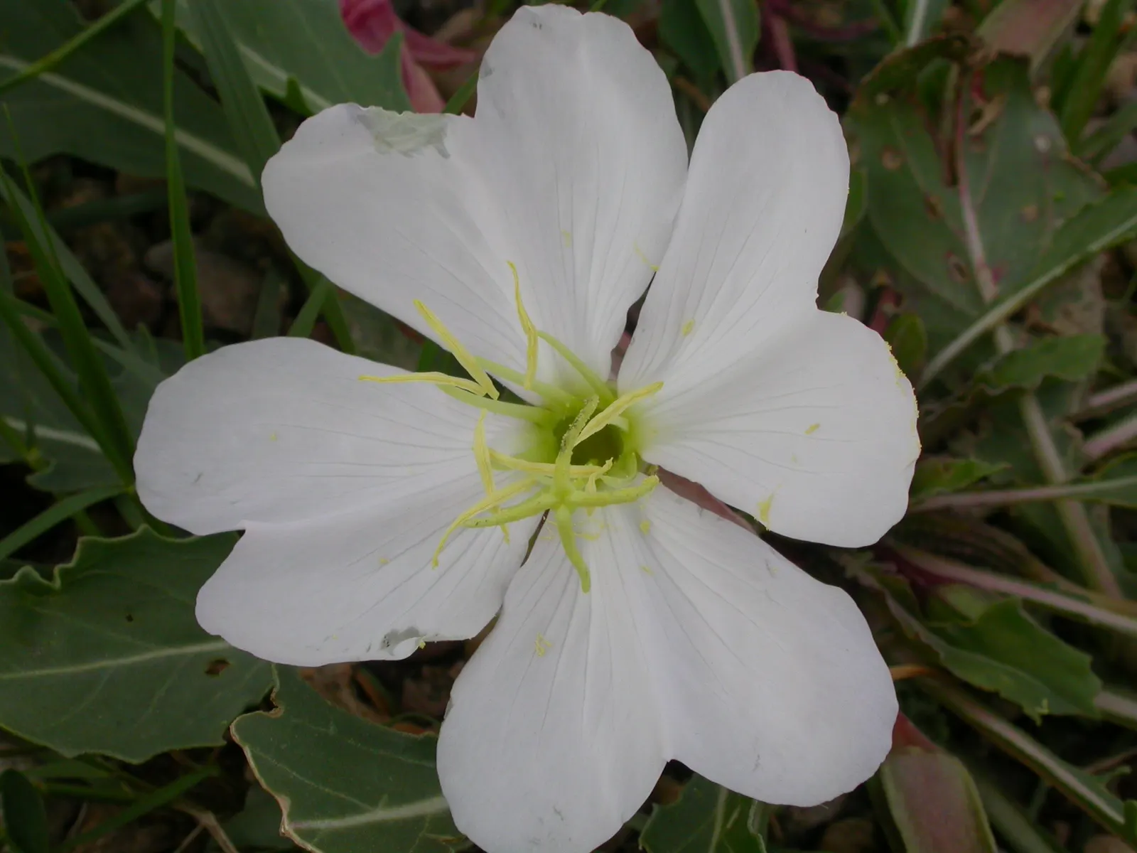 Tufted Evening Primrose (Oenothera Caespitosa) — It\'s an excellent pick for rock gardens; the Tufted Evening Primrose (Oenothera caespitosa) is a North