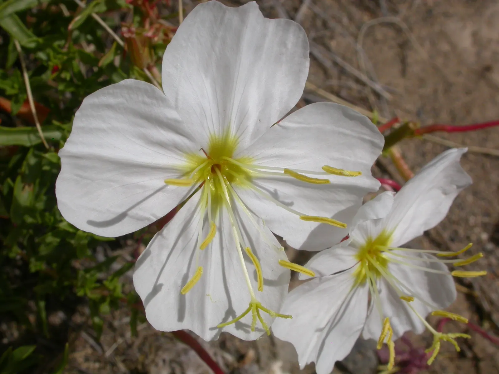 Tufted Evening Primrose (Oenothera Caespitosa) — Your client will appreciate the almost luminescent glow that the white blooms bring to their evening landscape