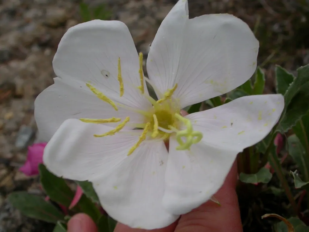 Tufted Evening Primrose (Oenothera Caespitosa) — being particularly drought-tolerant once established; it\'s an excellent pick for rock gardens