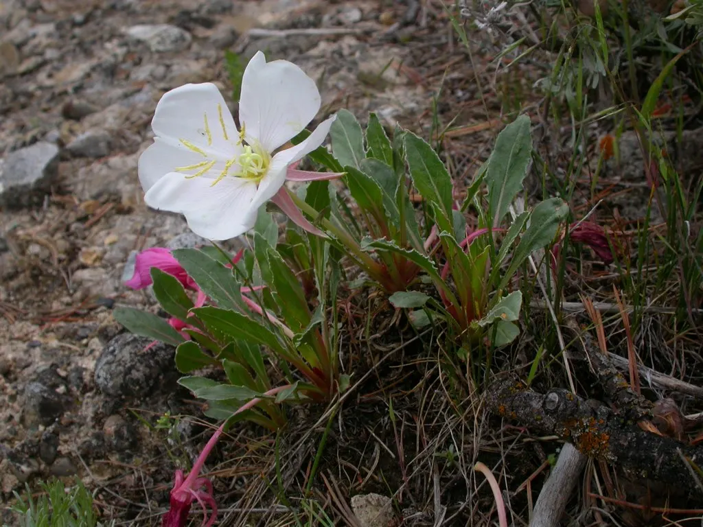 Tufted Evening Primrose (Oenothera Caespitosa) — creating an eye-catching display.<br><br>For your landscape design, image 35