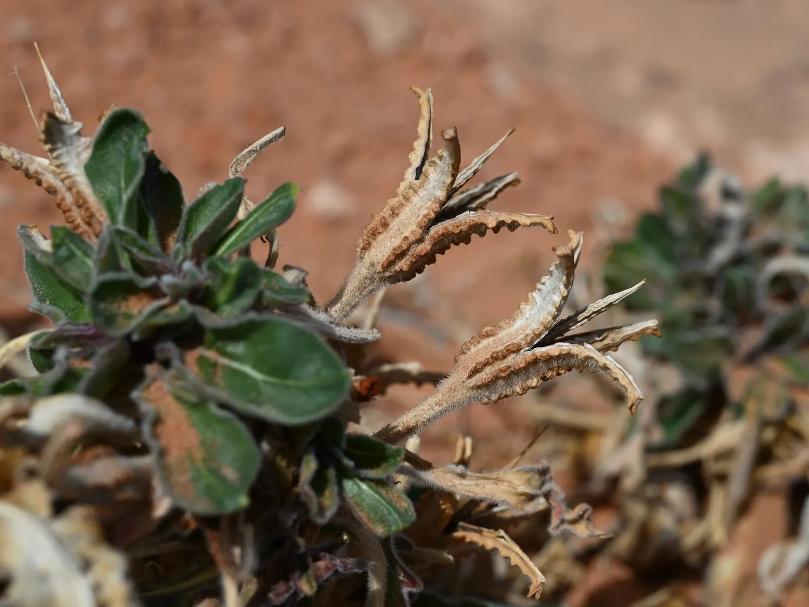 Tufted Evening Primrose (Oenothera Caespitosa) — typically reaching 6-12 inches tall
