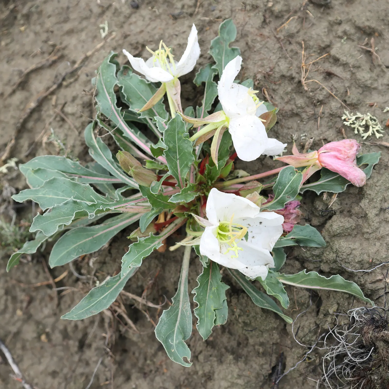 Tufted Evening Primrose (Oenothera Caespitosa) — The Tufted Evening Primrose (Oenothera caespitosa) is a North American native perennial; blossoms, image 47