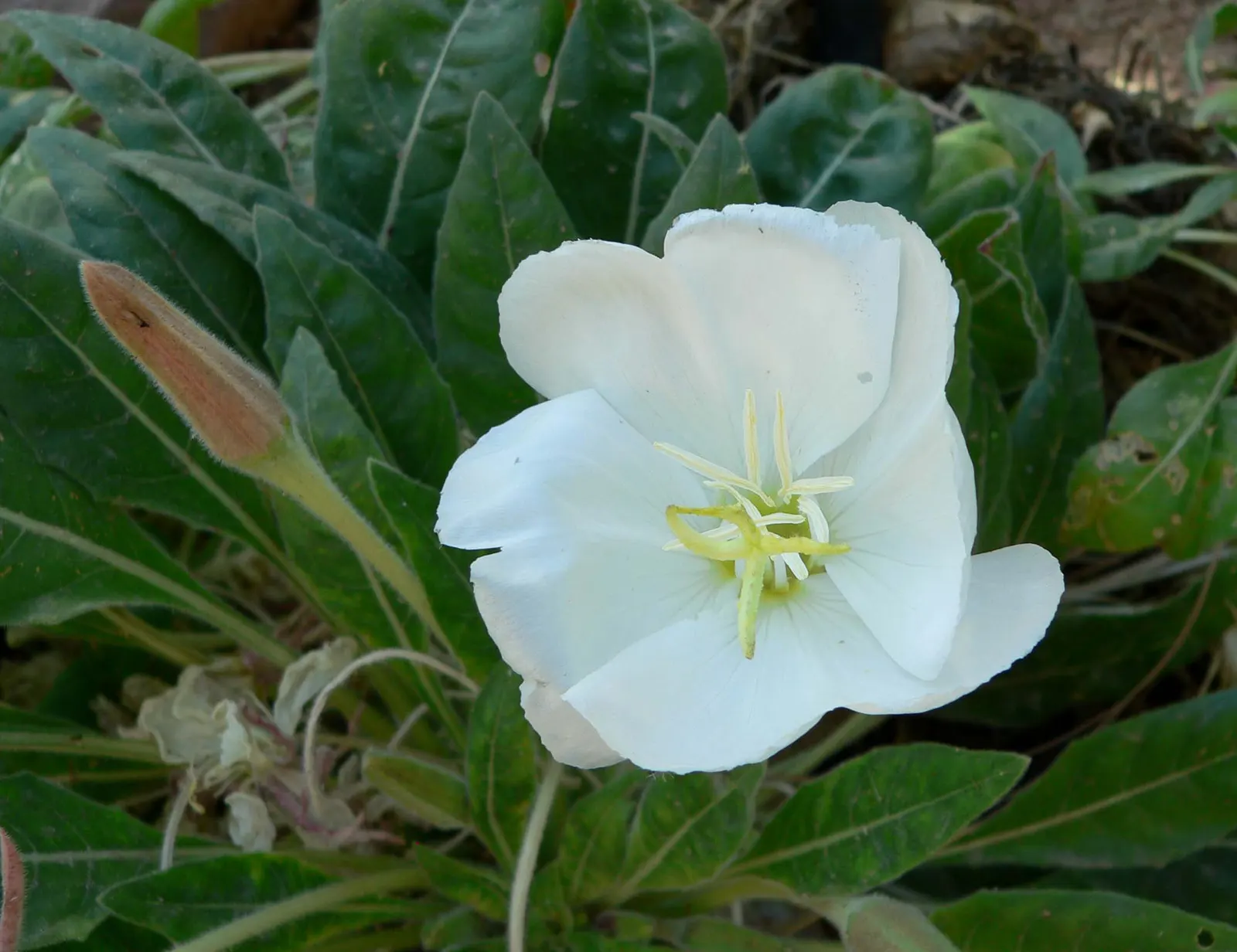 Tufted Evening Primrose (Oenothera Caespitosa) — It\'s an excellent pick for rock gardens