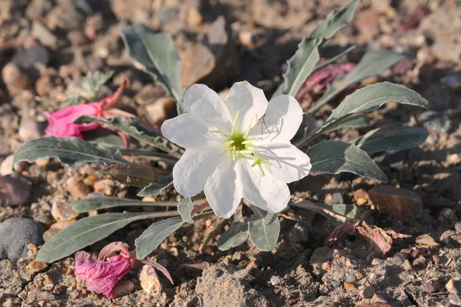 Tufted Evening Primrose (Oenothera Caespitosa) — hence the "Evening" in its name; white flowers in the garden, image 56