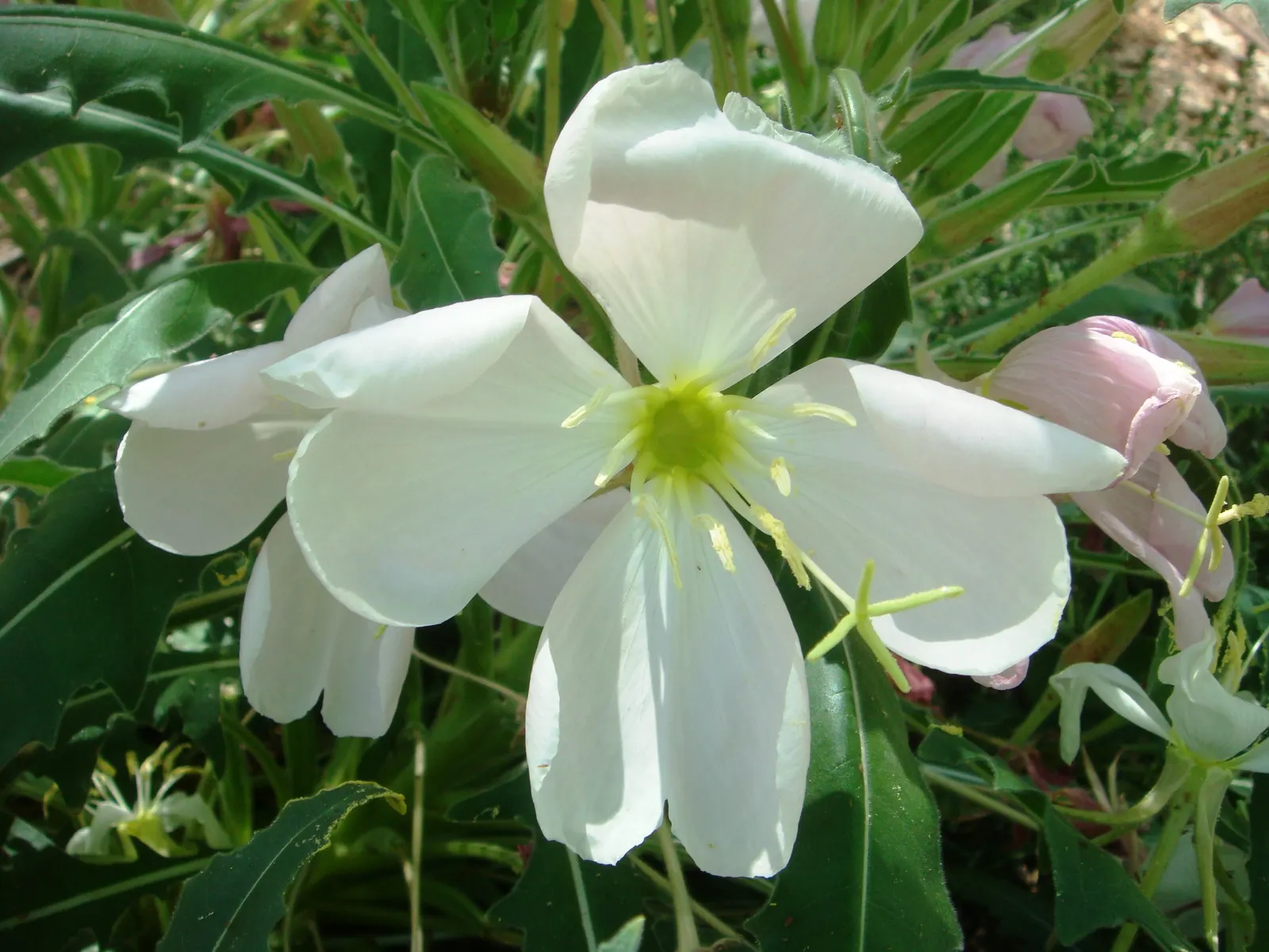 Tufted Evening Primrose (Oenothera Caespitosa) — Its distinct characteristic is its beautiful white blossoms that slowly transition to pink as they, image 32
