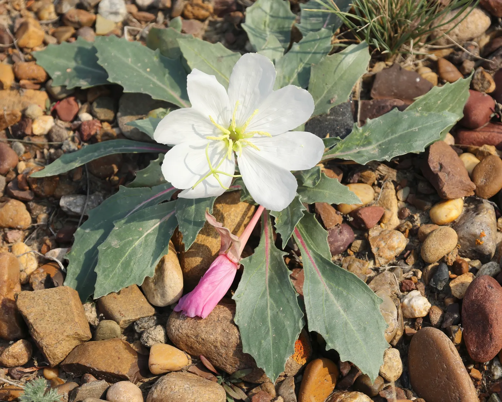Tufted Evening Primrose (Oenothera Caespitosa) — ground cover / perennial with white blooms; oenothera caespitosa will serve as a charming ground cover