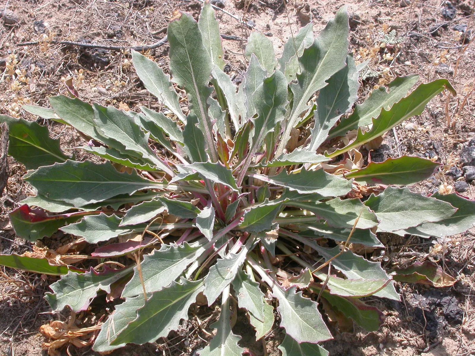 Tufted Evening Primrose (Oenothera Caespitosa) — and is ideal for rock gardens or as a border plant; being particularly drought-tolerant once, image 52