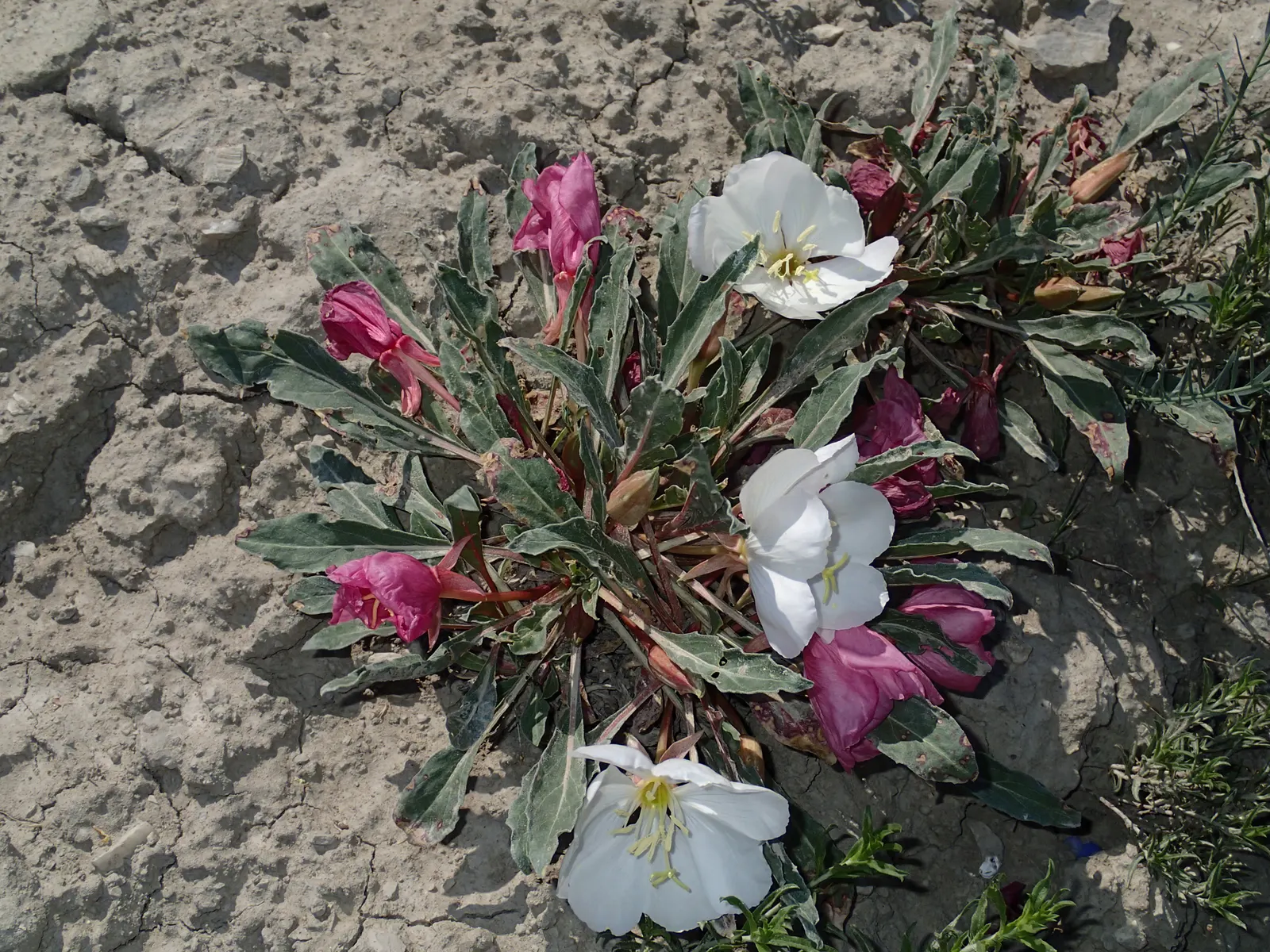 Tufted Evening Primrose (Oenothera Caespitosa) — This species attracts night pollinators, like moths, adding ecological value to your garden