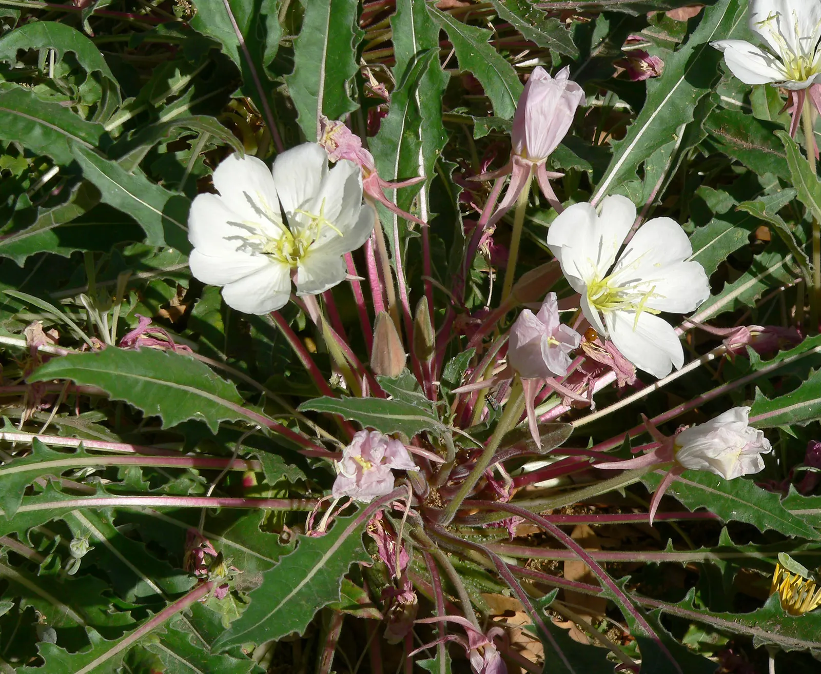 Tufted Evening Primrose (Oenothera Caespitosa) — It prefers full sun and well-drained soils