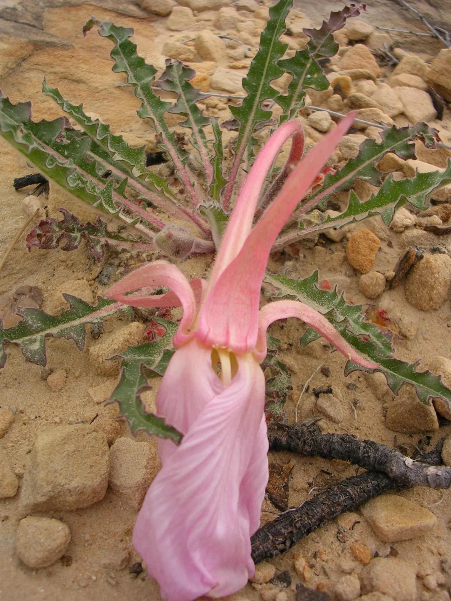 Tufted Evening Primrose (Oenothera Caespitosa) — reaching only about 6 to 12 inches in height with a spread of roughly 8 to 20 inches; saucer-shaped flowers