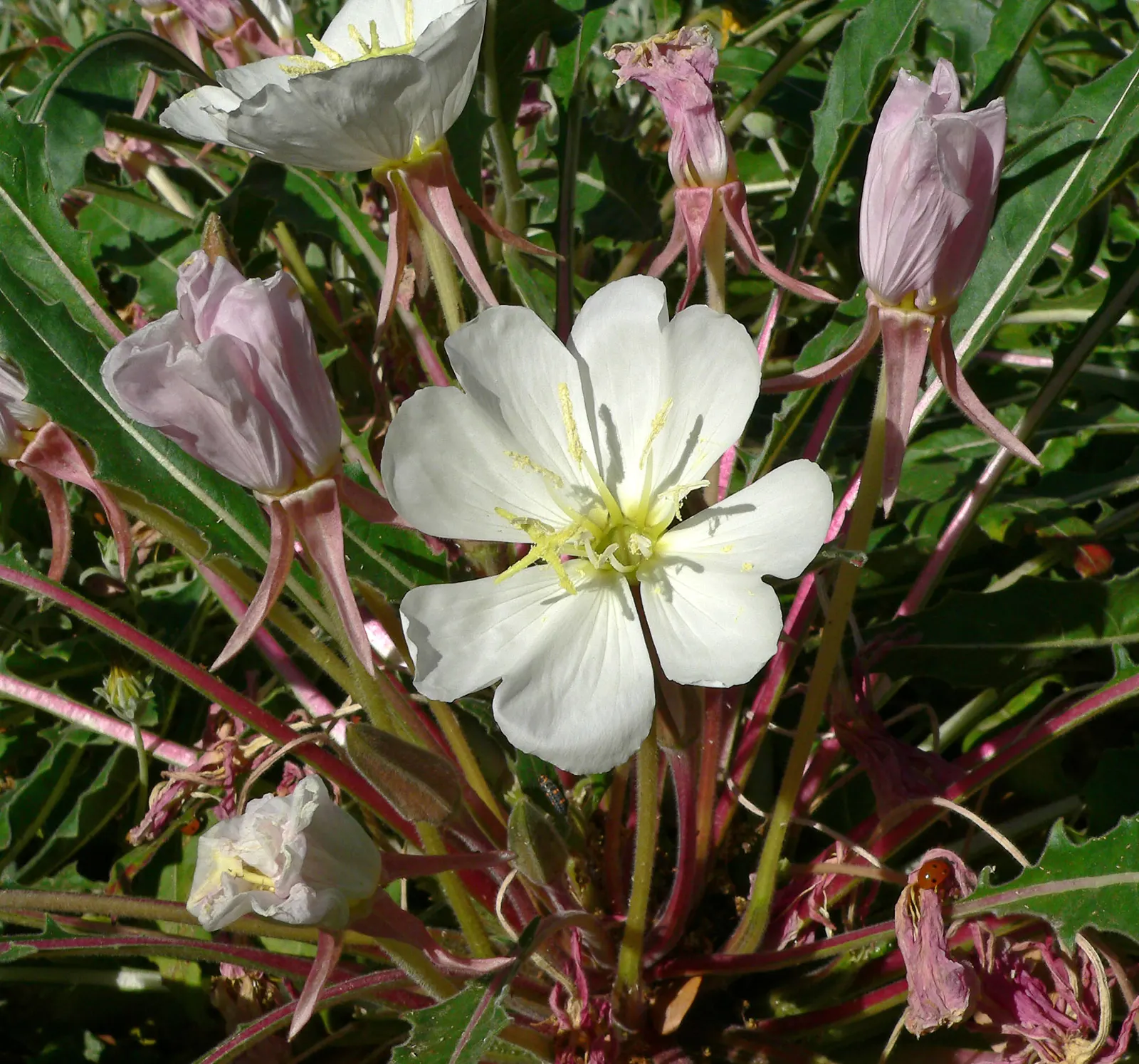 Tufted Evening Primrose (Oenothera Caespitosa) — and is ideal for rock gardens or as a border plant; being particularly drought-tolerant once established