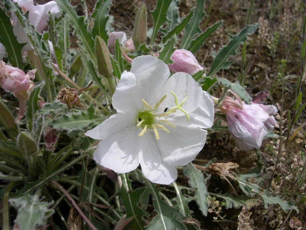 Tufted Evening Primrose (Oenothera Caespitosa) — It\'s an excellent pick for rock gardens; the Tufted Evening Primrose (Oenothera caespitosa) is a, image 63