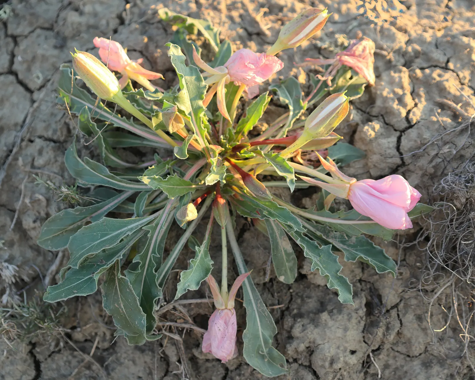 Tufted Evening Primrose (Oenothera Caespitosa) — It prefers full sun and well-drained soils; its distinct characteristic is its beautiful white, image 51