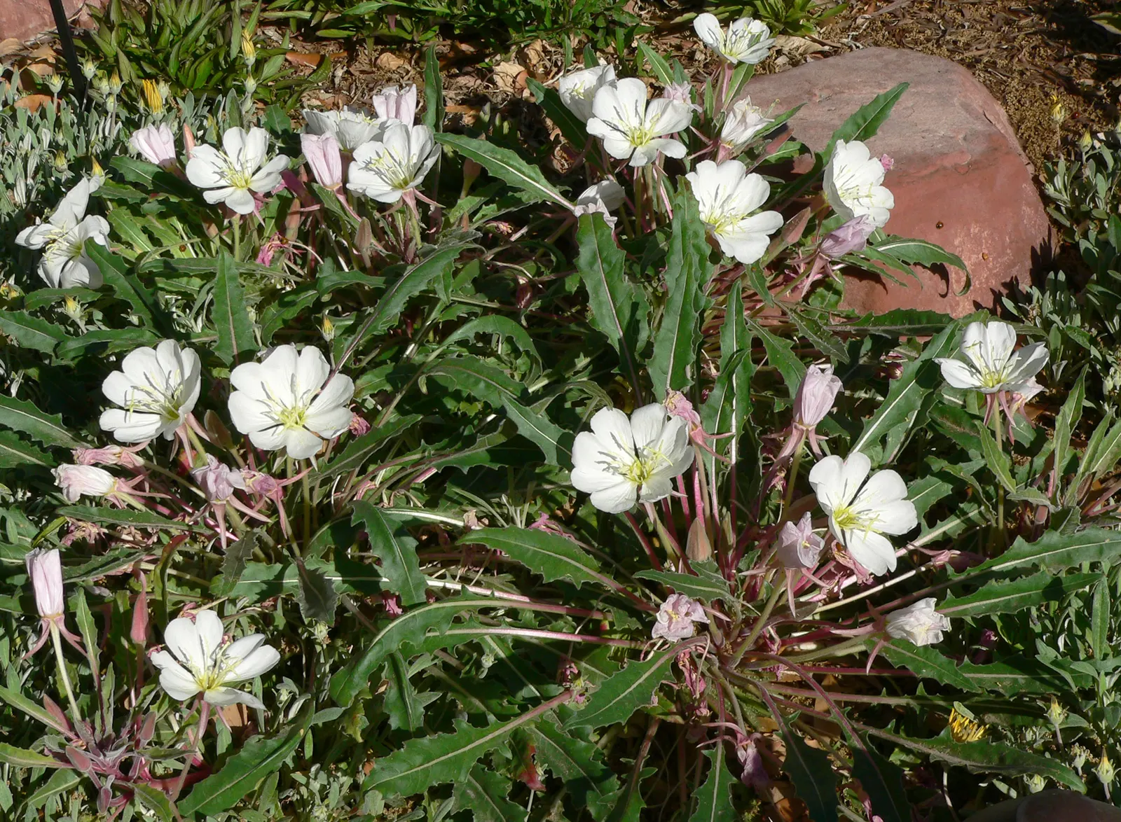Tufted Evening Primrose (Oenothera Caespitosa) — The Tufted Evening Primrose (Oenothera caespitosa) is a North American native perennial
