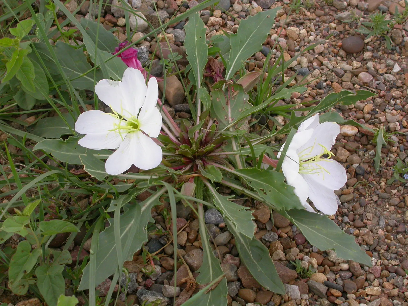 Tufted Evening Primrose (Oenothera Caespitosa) — Blossoms are 2-3 inches in diameter, atop a rosette of lance-shaped leaves; typically reaching, image 50