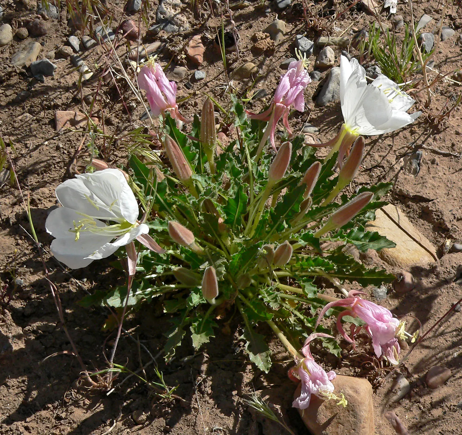 Tufted Evening Primrose (Oenothera Caespitosa) — creating an eye-catching display.<br><br>For your landscape design