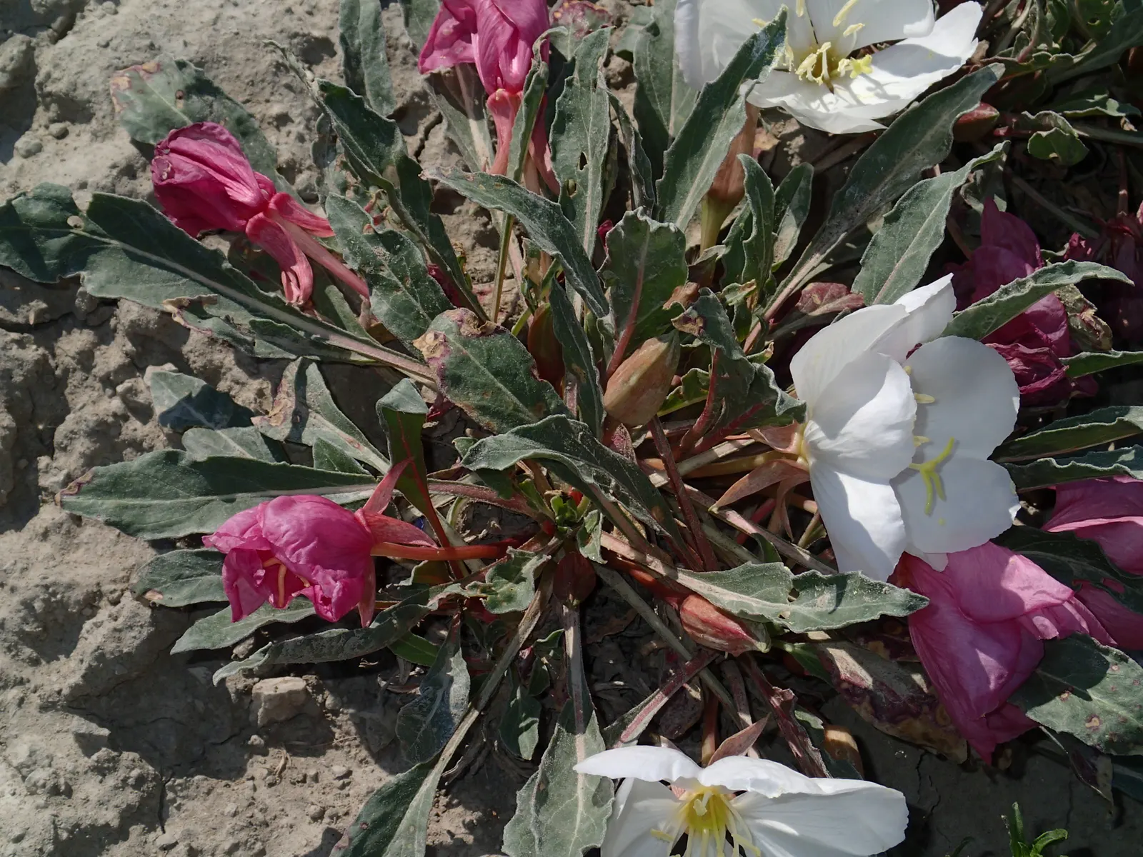 Tufted Evening Primrose (Oenothera Caespitosa) — These flowers can be up to 3 inches in diameter