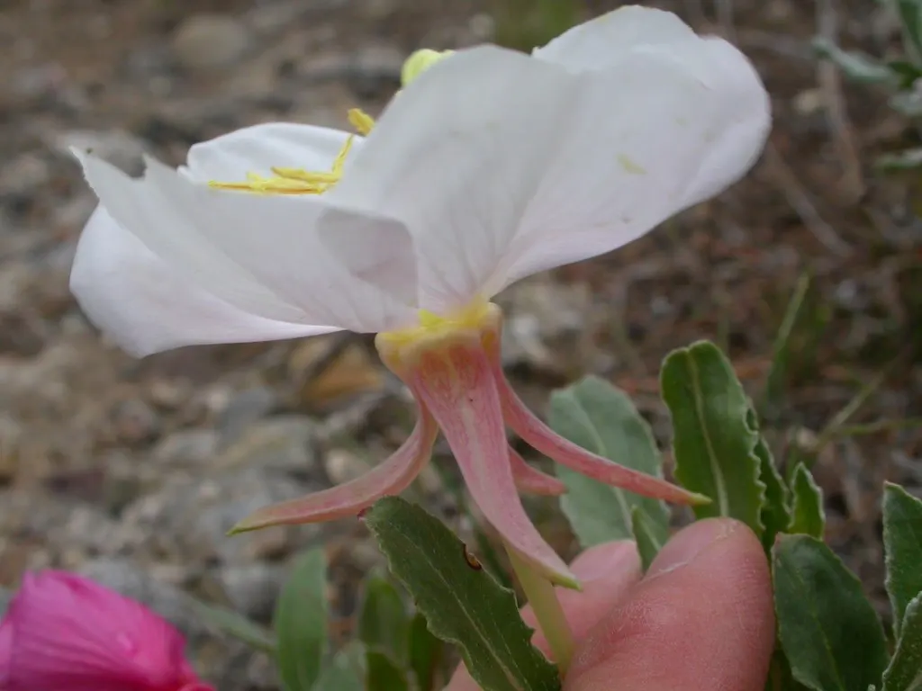 Tufted Evening Primrose (Oenothera Caespitosa) — creating an eye-catching display.<br><br>For your landscape design, image 58