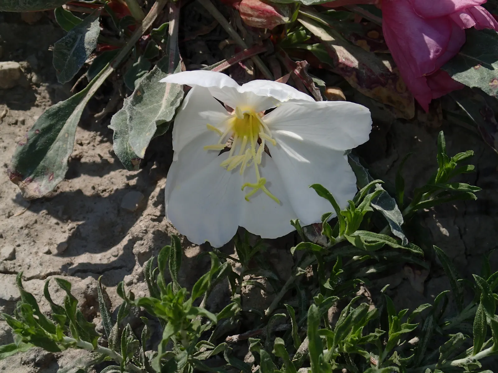 Tufted Evening Primrose (Oenothera Caespitosa) — being particularly drought-tolerant once established; it\'s an excellent pick for rock gardens, image 62