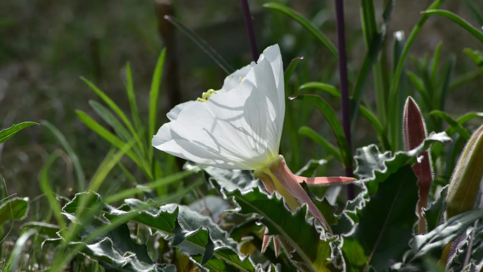 Tufted Evening Primrose (Oenothera Caespitosa) — is a perennial plant native to North America that thrives in USDA hardiness zones 3 through 8; scientifically