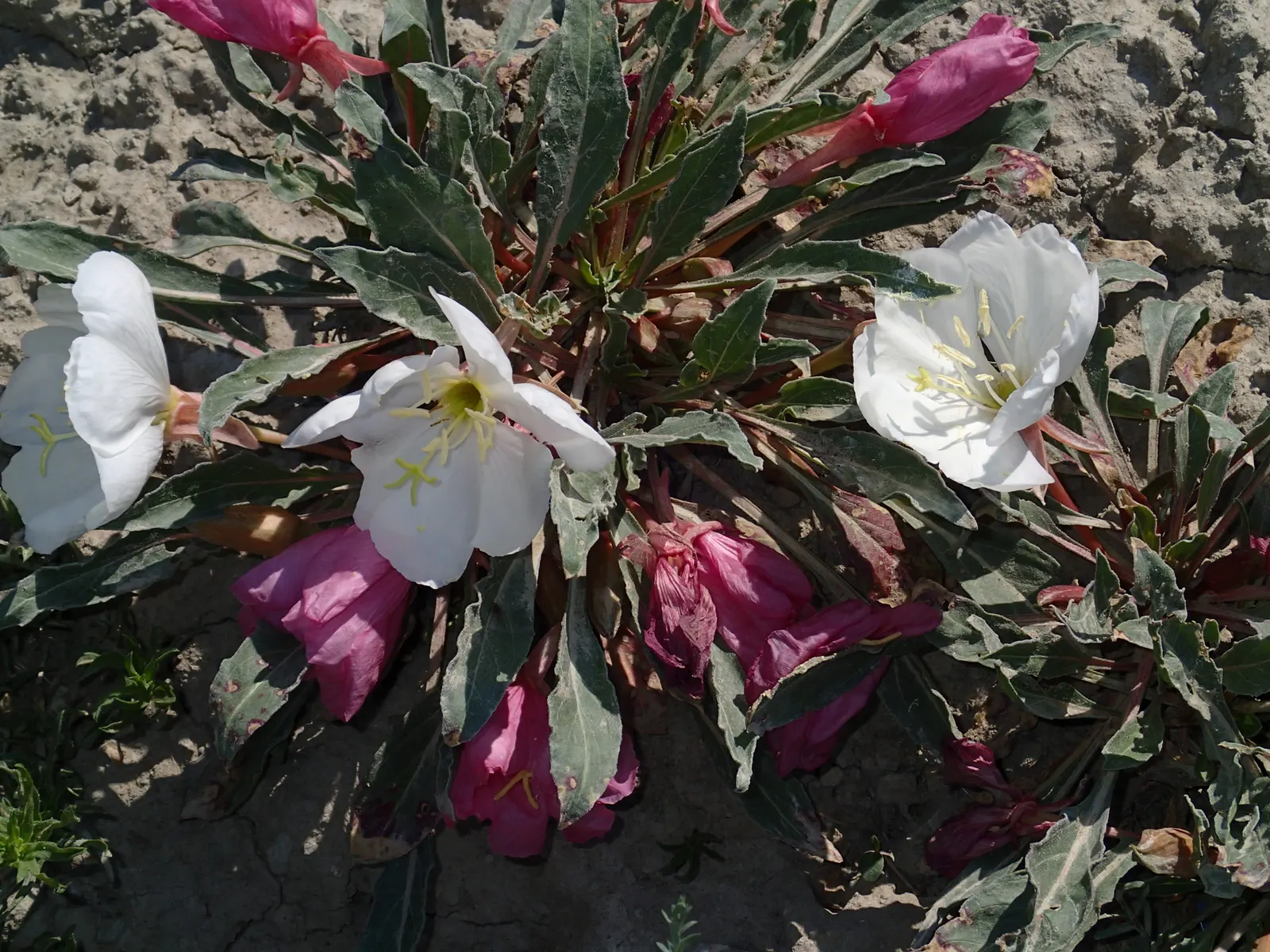 Tufted Evening Primrose (Oenothera Caespitosa) — Your client will appreciate the almost luminescent glow that the white blooms bring to their, image 66