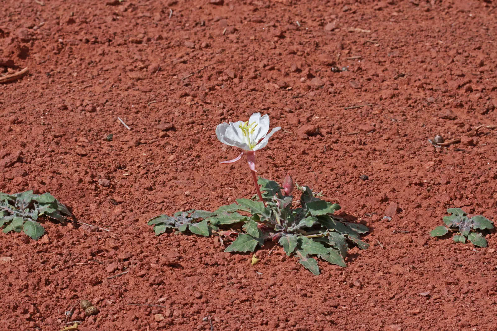 Tufted Evening Primrose (Oenothera Caespitosa) — This species attracts night pollinators, like moths, adding ecological value to your garden; it flourishes in