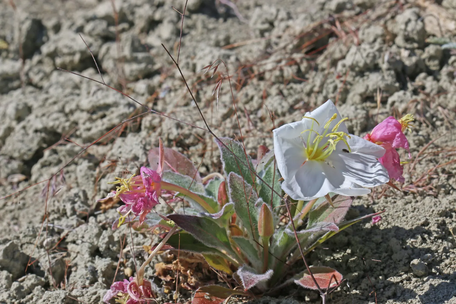 Tufted Evening Primrose (Oenothera Caespitosa) — is a perennial plant native to North America that thrives in USDA hardiness zones 3 through 8, image 54