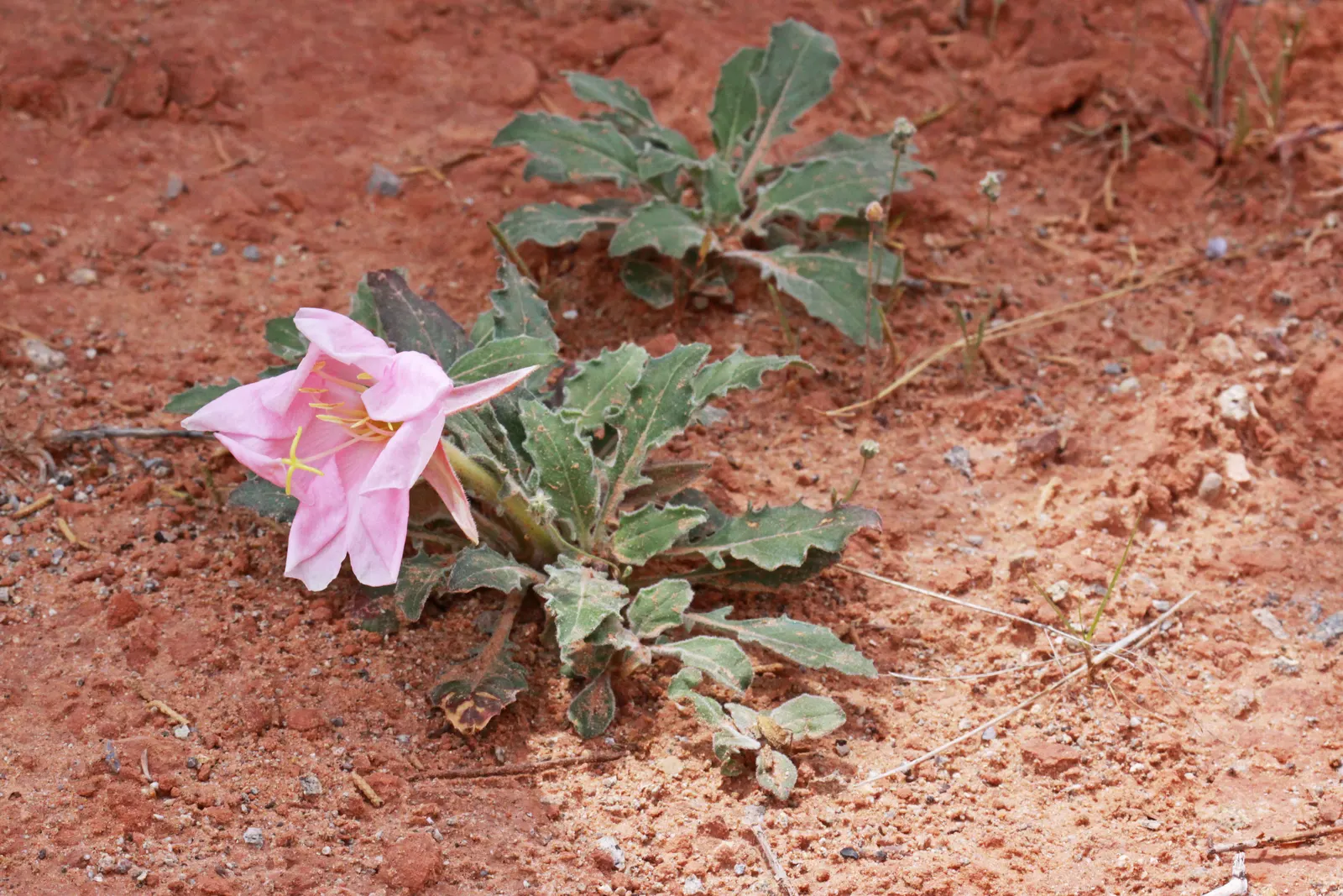 Tufted Evening Primrose (Oenothera Caespitosa) — These flowers can be up to 3 inches in diameter; it prefers full sun and well-drained soils, image 57