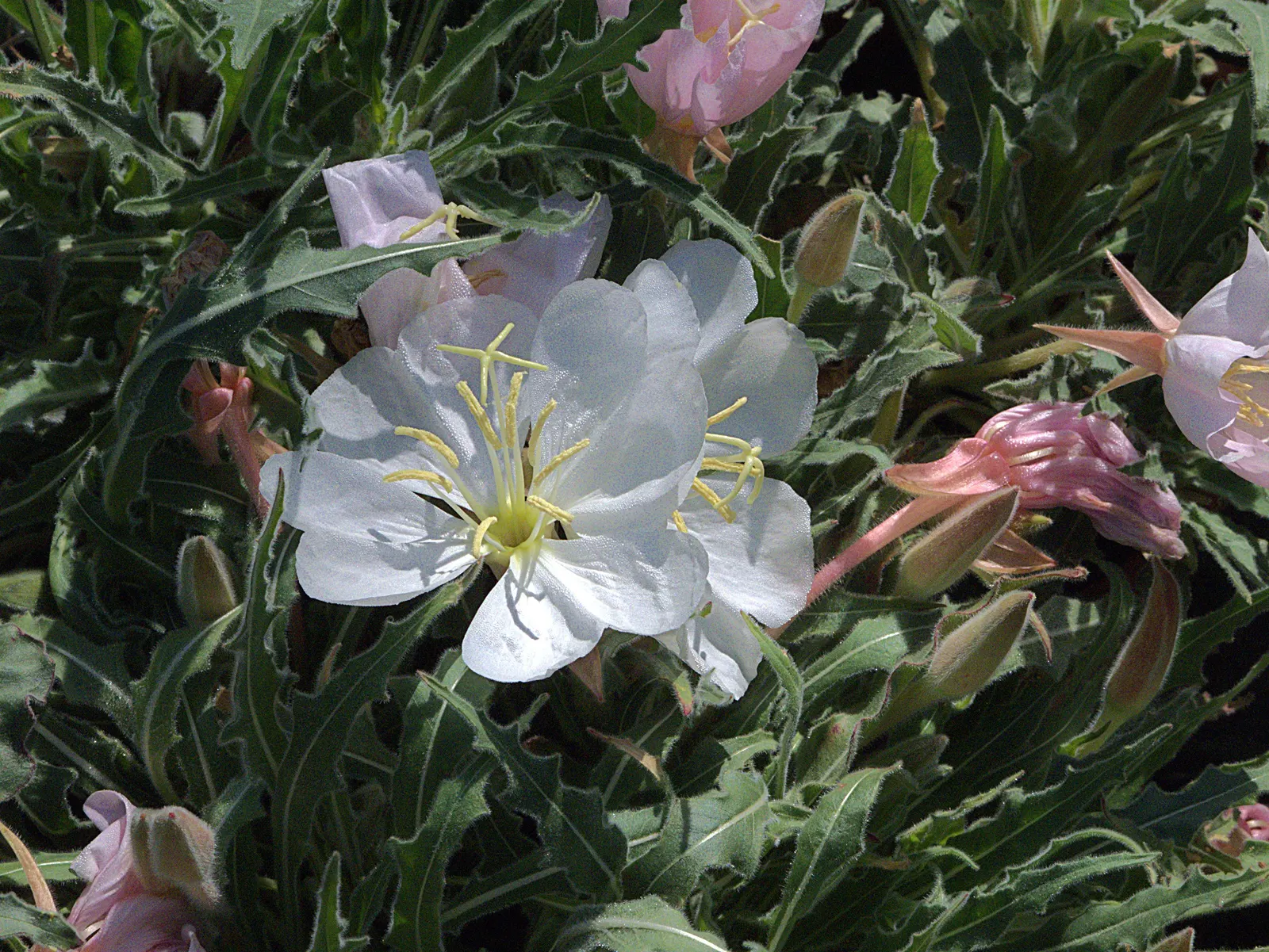 Tufted Evening Primrose (Oenothera Caespitosa) — The Tufted Evening Primrose (Oenothera caespitosa) is a North American native perennial; blossoms are 2-3