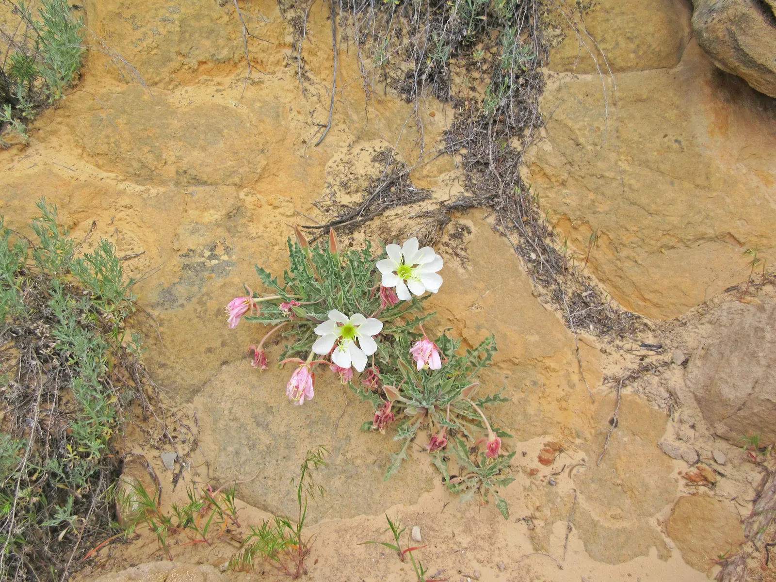 Tufted Evening Primrose (Oenothera Caespitosa) — reaching only about 6 to 12 inches in height with a spread of roughly 8 to 20 inches
