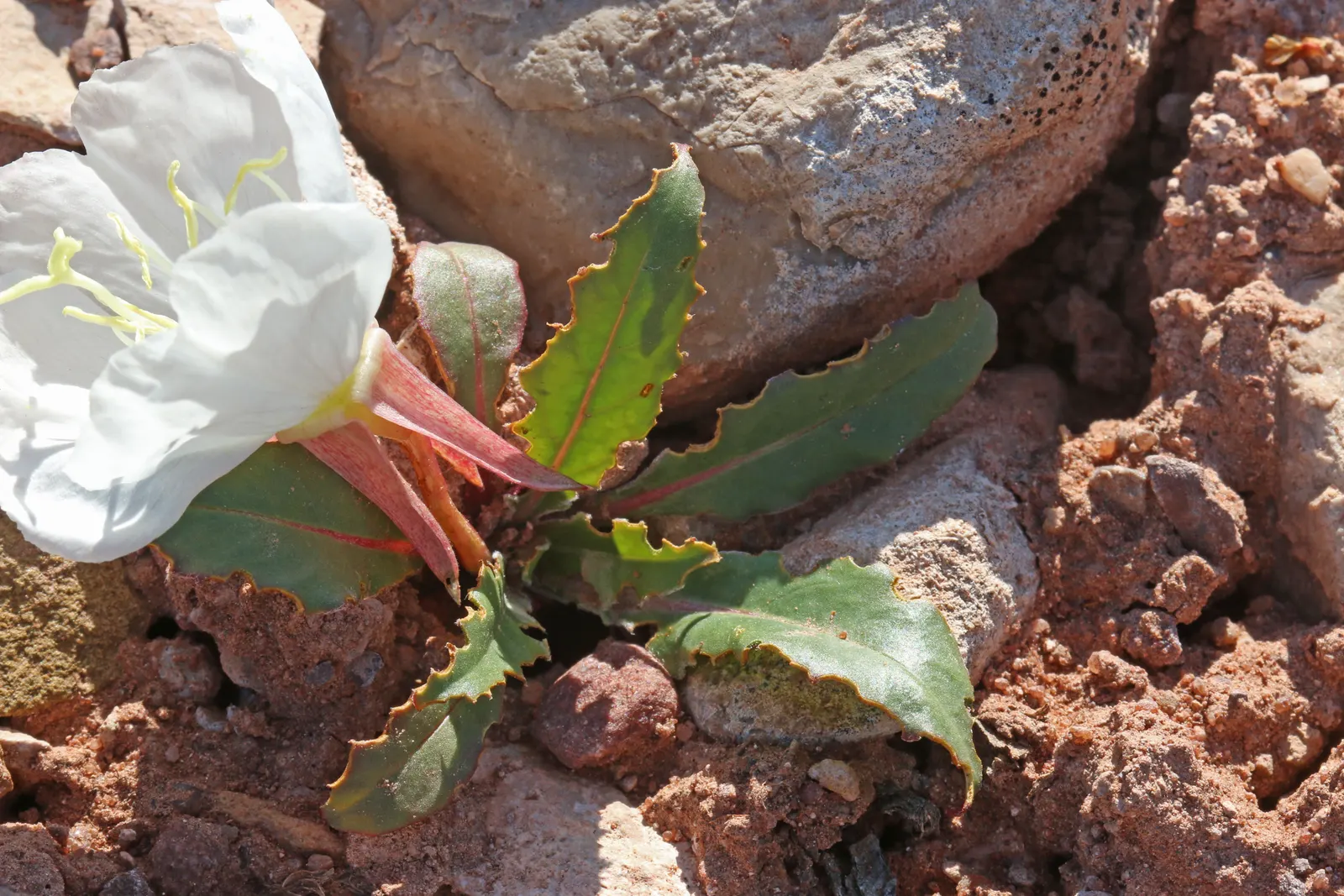 Tufted Evening Primrose (Oenothera Caespitosa) — It flourishes in full sun and requires well-draining soil; hence the "Evening" in its name