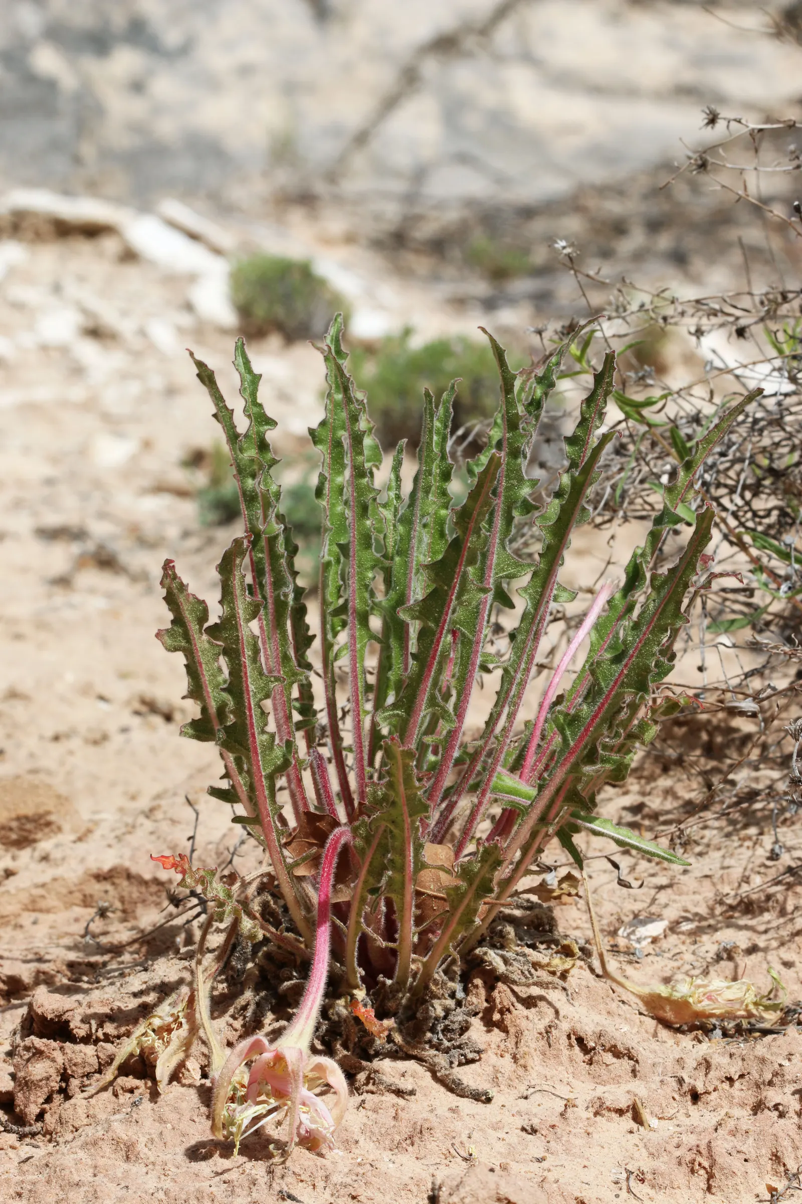 Tufted Evening Primrose (Oenothera Caespitosa) — Oenothera caespitosa will serve as a charming ground cover