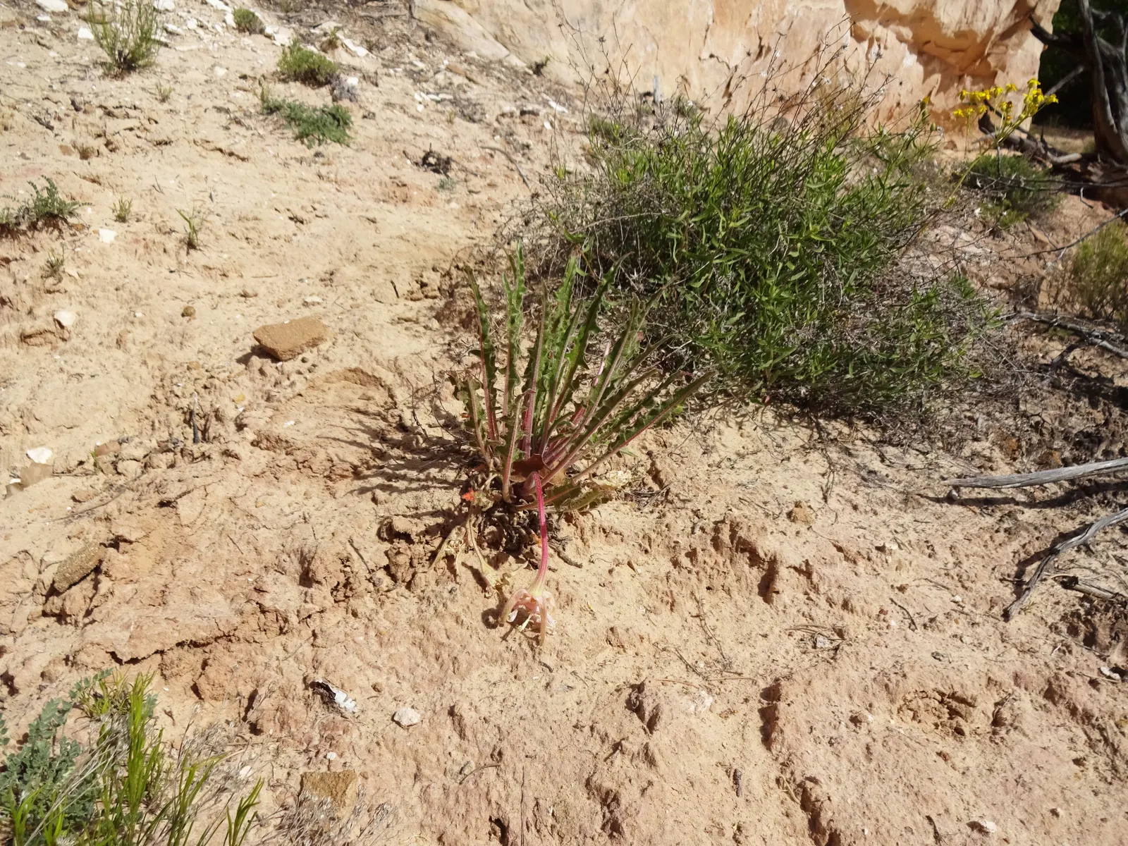 Tufted Evening Primrose (Oenothera Caespitosa) — typically reaching 6-12 inches tall; these flowers can be up to 3 inches in diameter