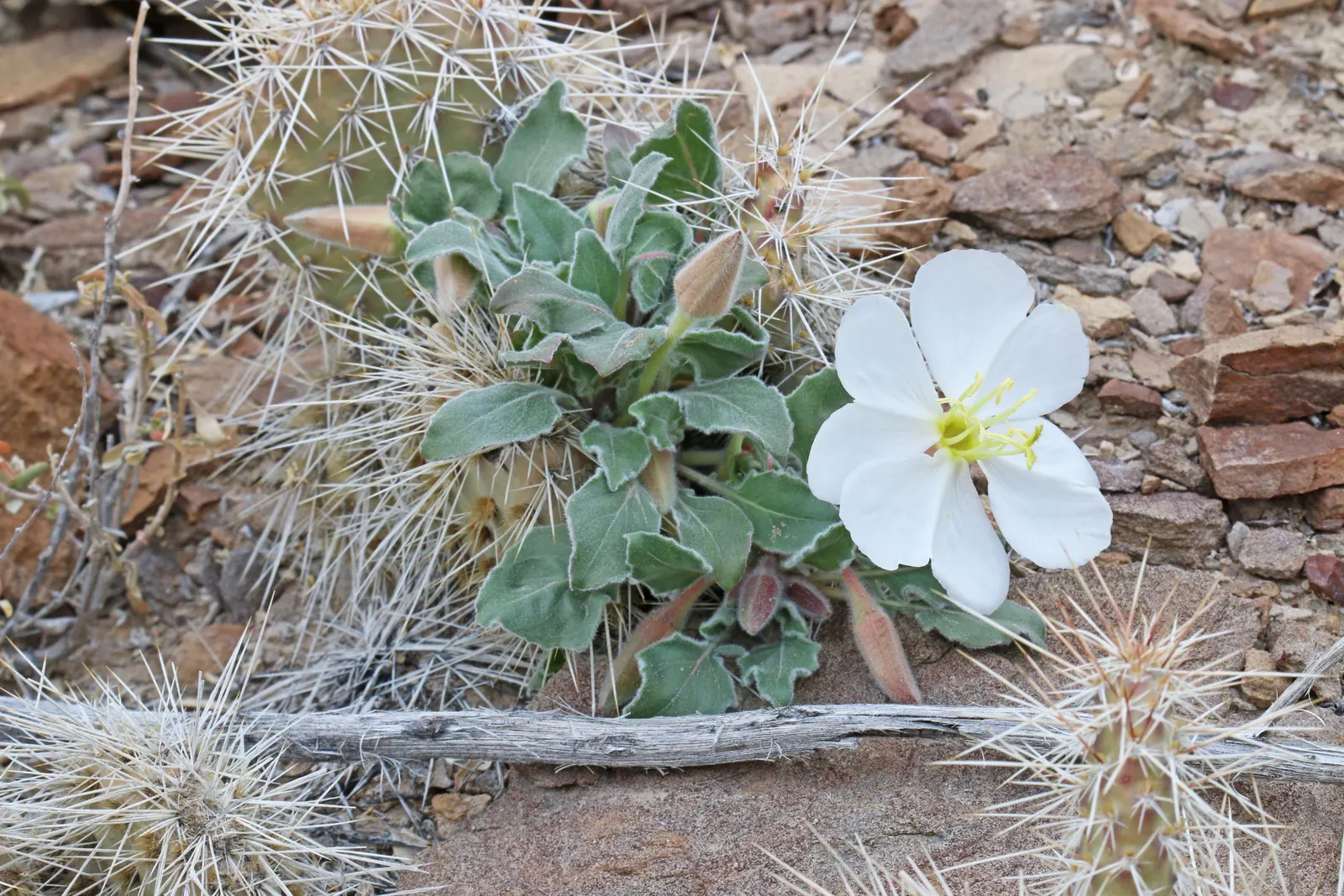 Tufted Evening Primrose (Oenothera Caespitosa) — white flowers in the garden; and is ideal for rock gardens or as a border plant, image 67