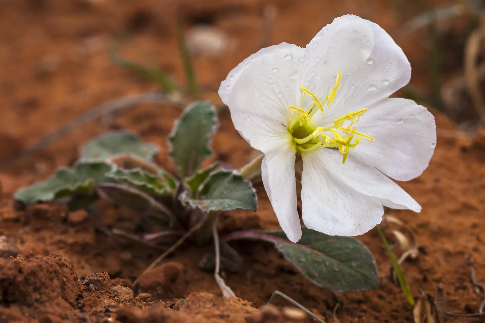 Tufted Evening Primrose (Oenothera Caespitosa) — saucer-shaped flowers that bloom at dusk and close by midday
