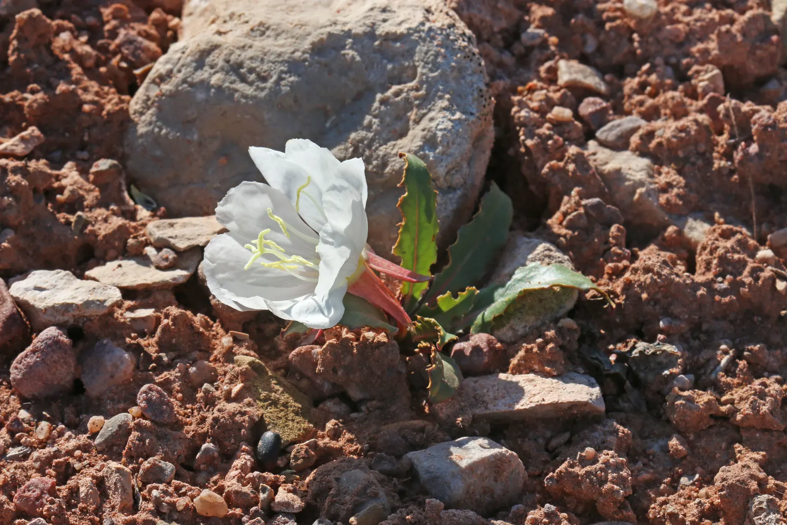Tufted Evening Primrose (Oenothera Caespitosa) — These flowers can be up to 3 inches in diameter; it prefers full sun and well-drained soils