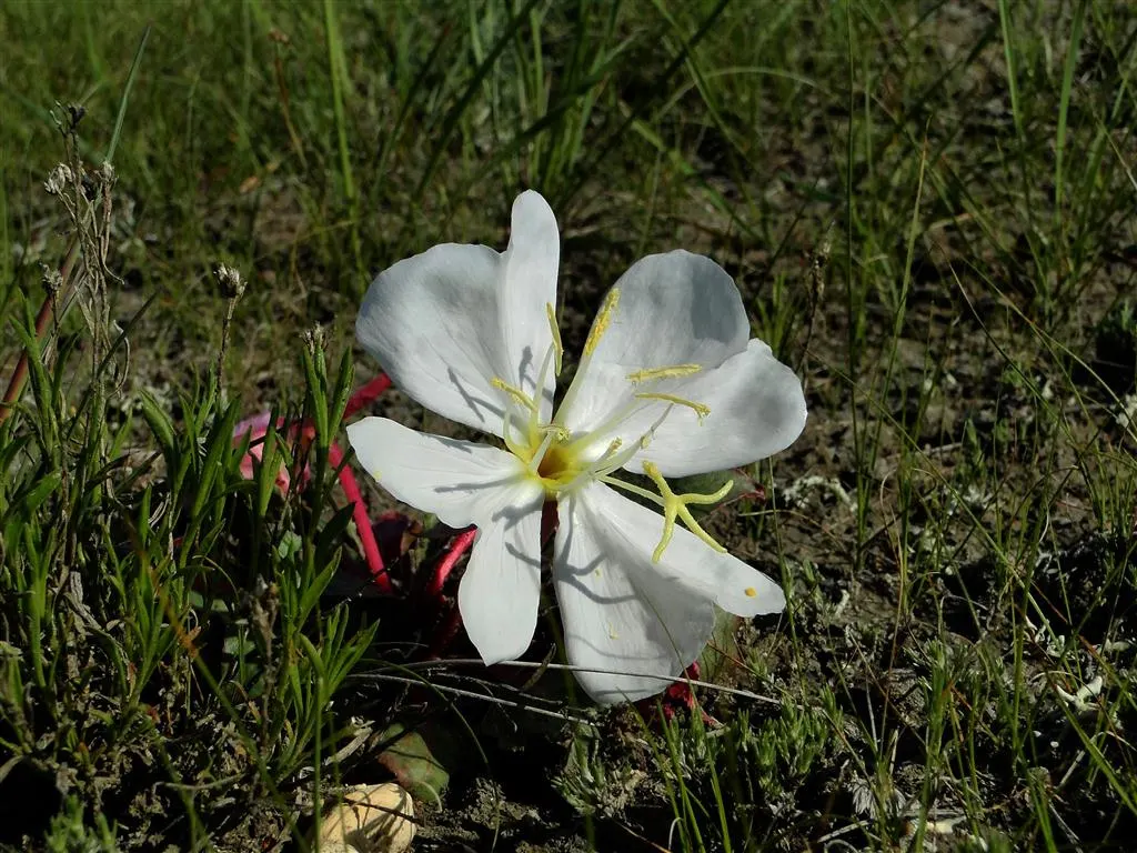 Tufted Evening Primrose (Oenothera Caespitosa) — being particularly drought-tolerant once established