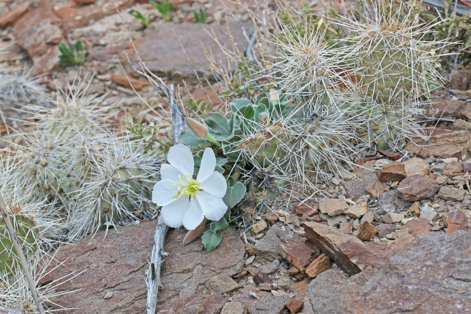 Tufted Evening Primrose (Oenothera Caespitosa) — white flowers in the garden