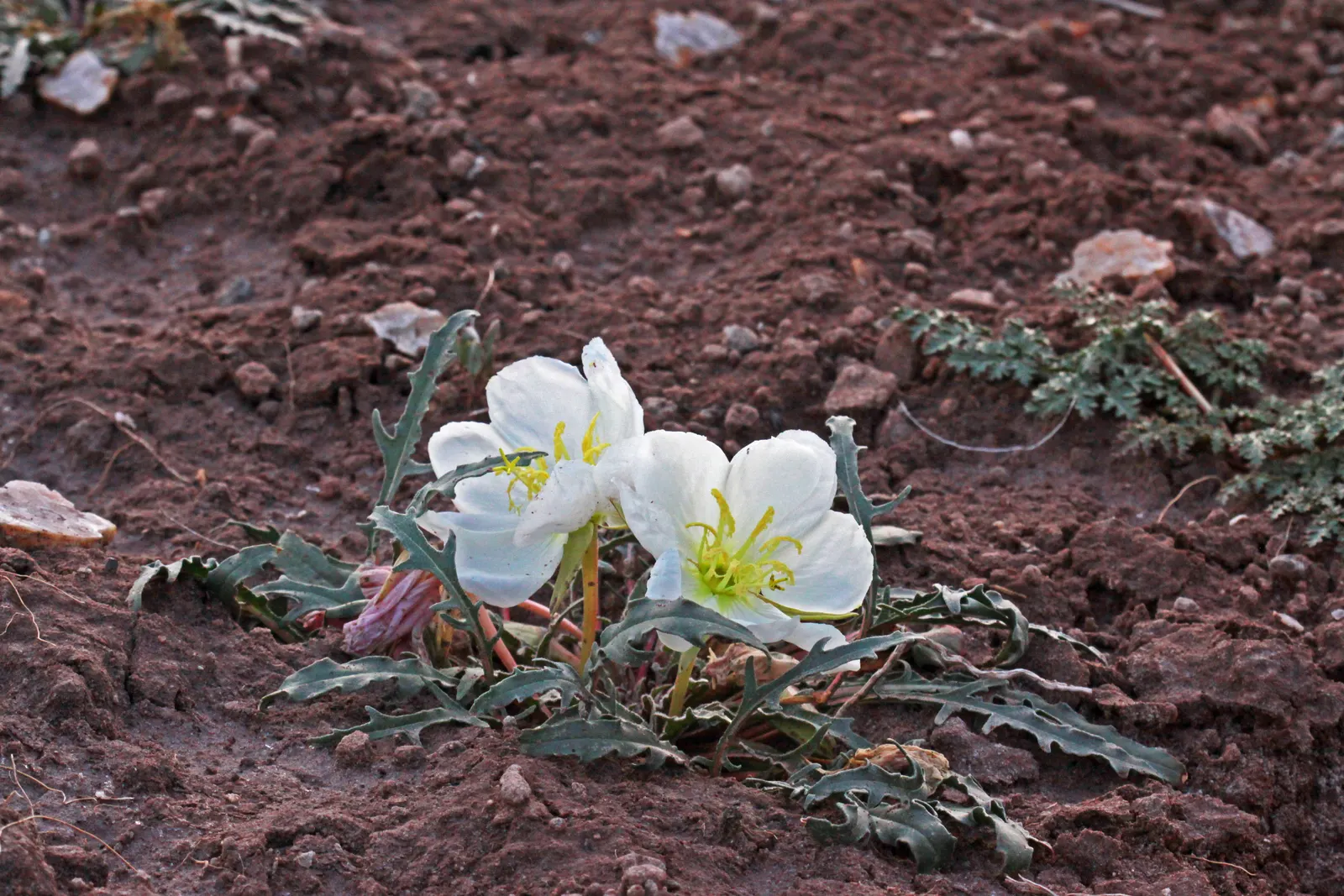 Tufted Evening Primrose (Oenothera Caespitosa) — typically reaching 6-12 inches tall; these flowers can be up to 3 inches in diameter, image 48
