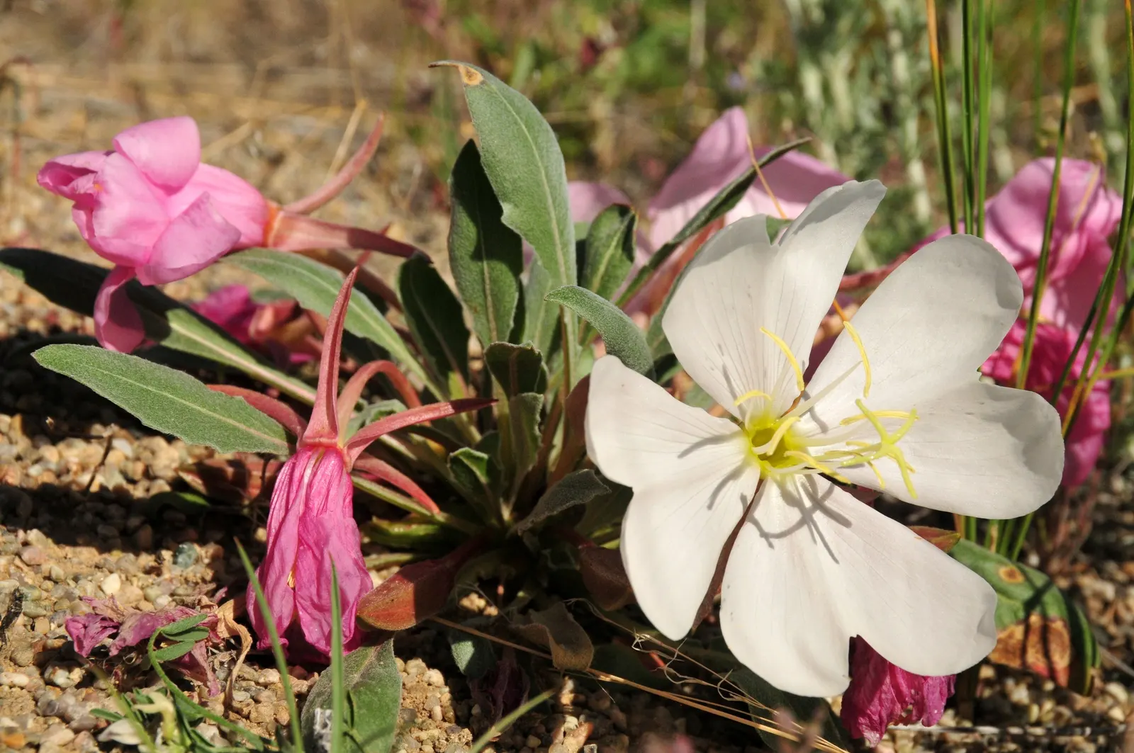 Tufted Evening Primrose (Oenothera Caespitosa) — Blossoms are 2-3 inches in diameter, atop a rosette of lance-shaped leaves; typically reaching 6-12 inches tall