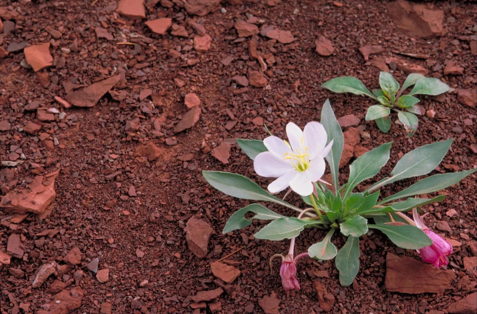 Tufted Evening Primrose (Oenothera Caespitosa) — Watering should be moderate, making sure the soil is not left overly wet
