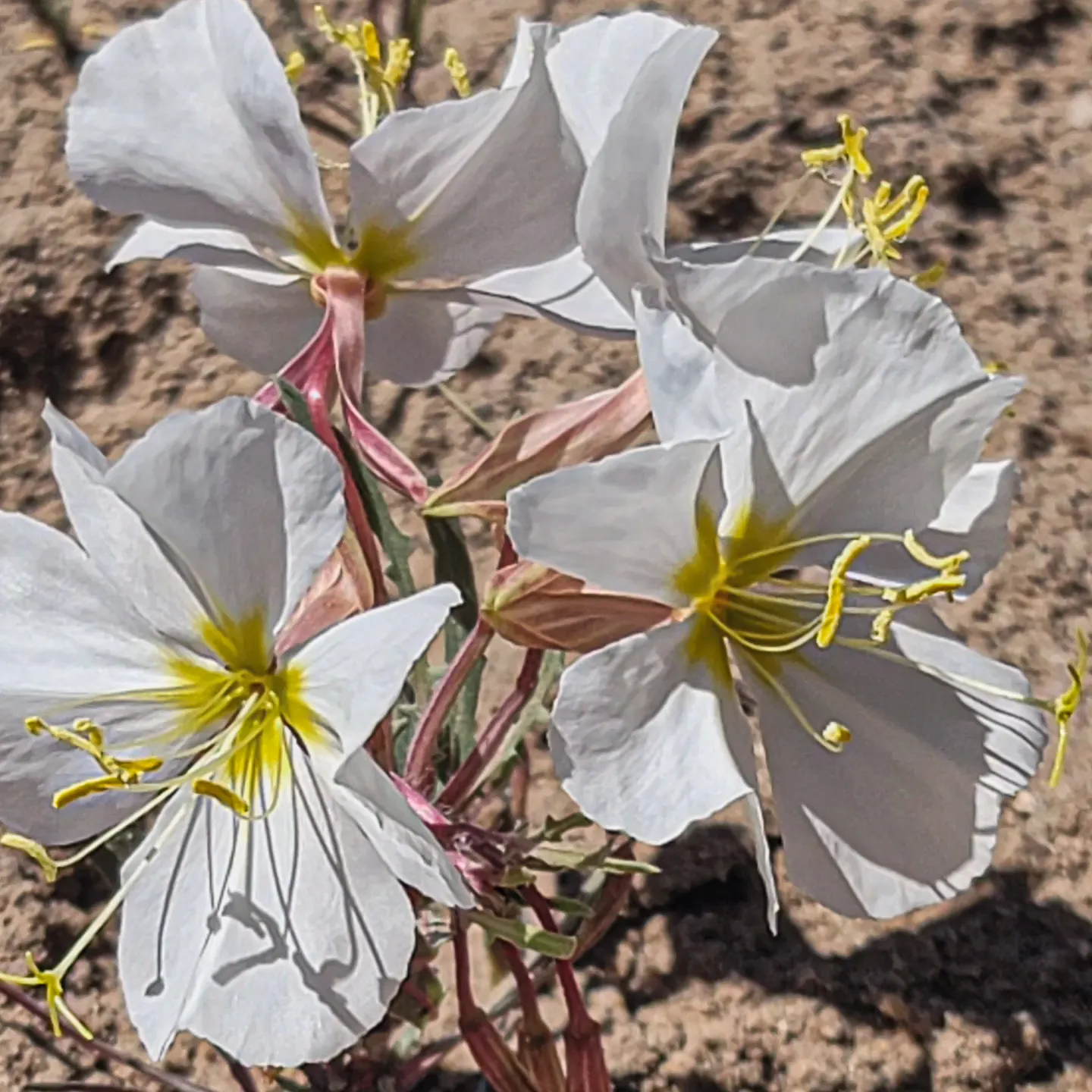 Tufted Evening Primrose (Oenothera Caespitosa) — scientifically named Oenothera caespitosa; ground cover / perennial for full or half
