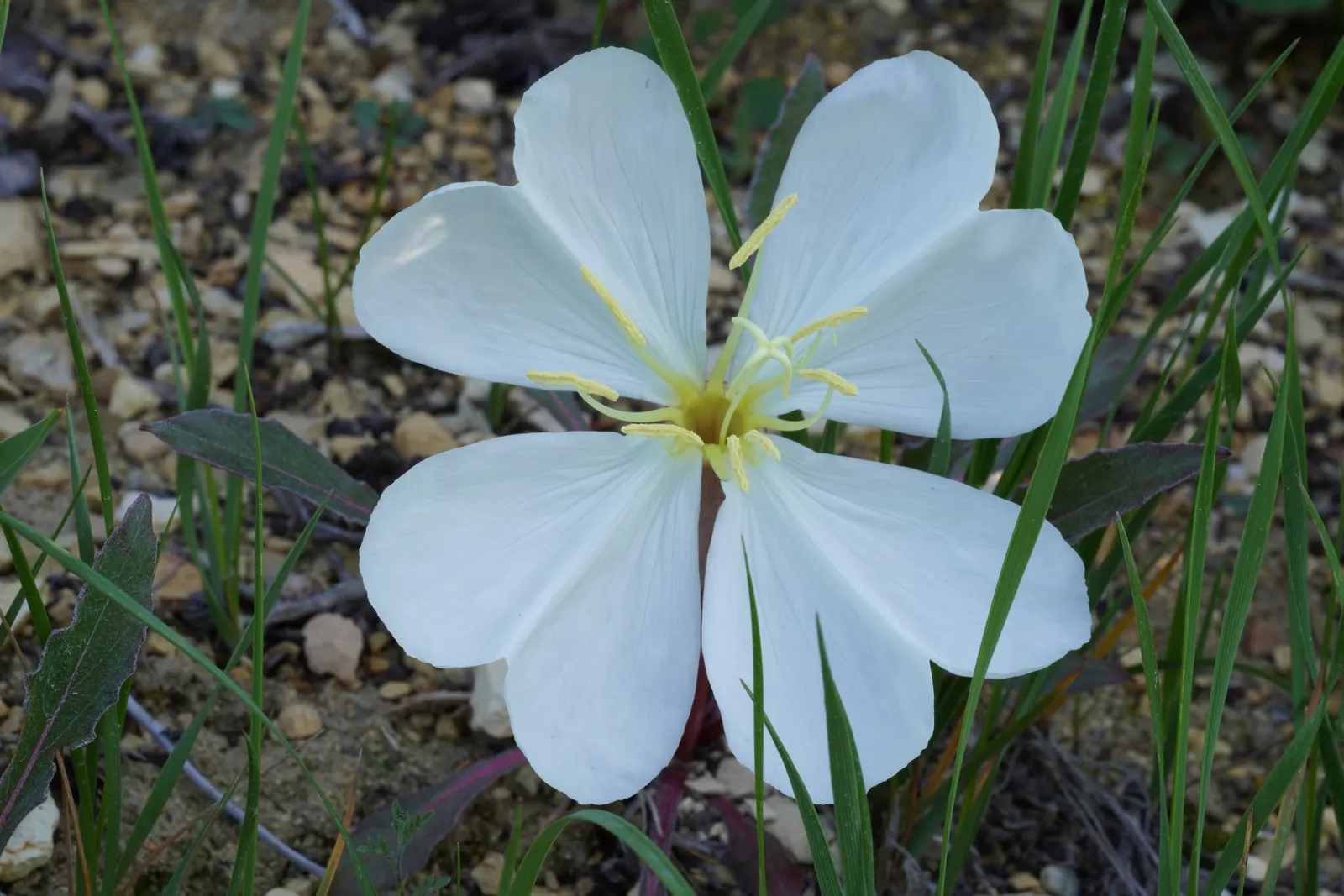 Tufted Evening Primrose (Oenothera Caespitosa) — Its distinct characteristic is its beautiful white blossoms that slowly transition to pink as they age