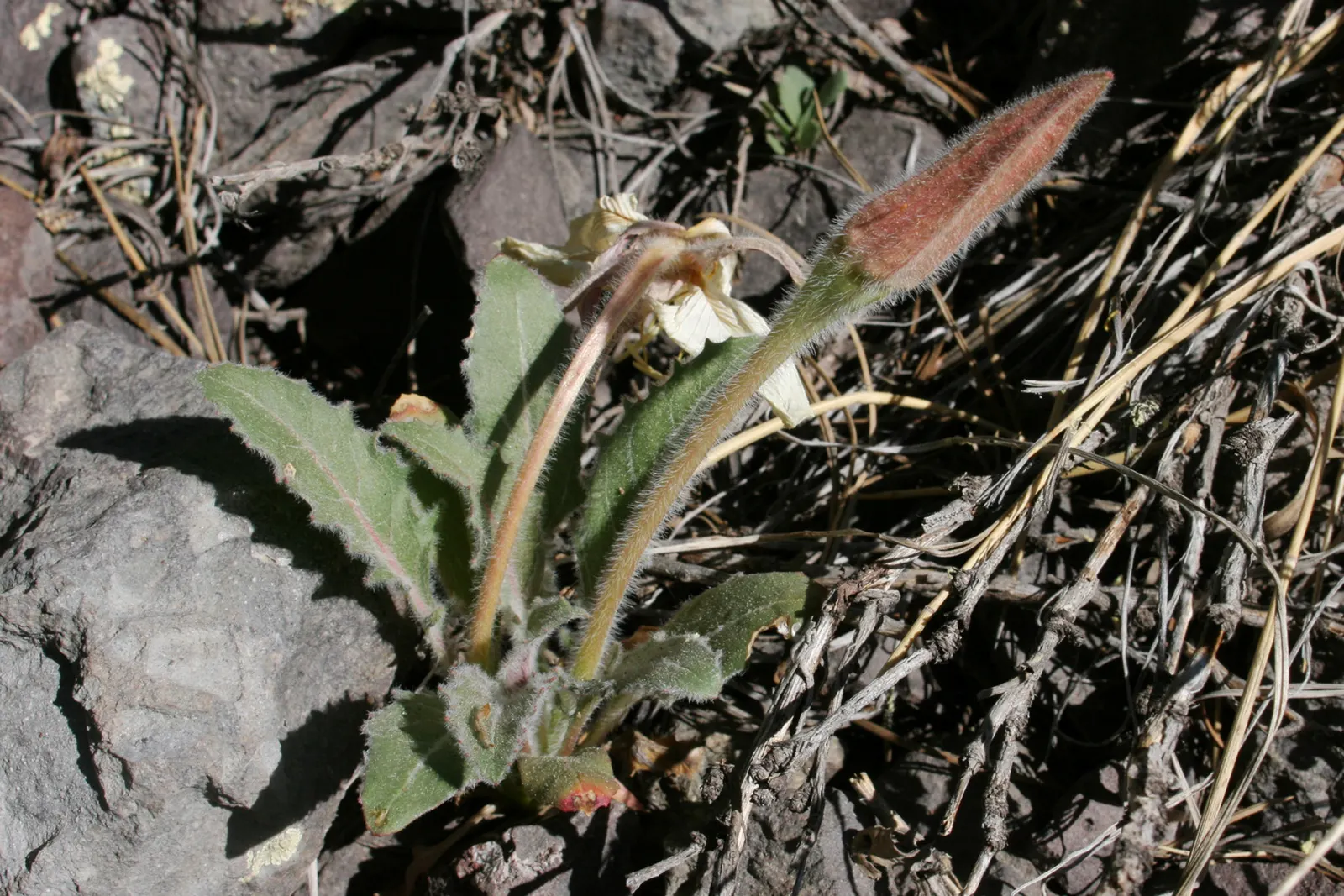 Tufted Evening Primrose (Oenothera Caespitosa) — Its distinct characteristic is its beautiful white blossoms that slowly transition to pink as they, image 55
