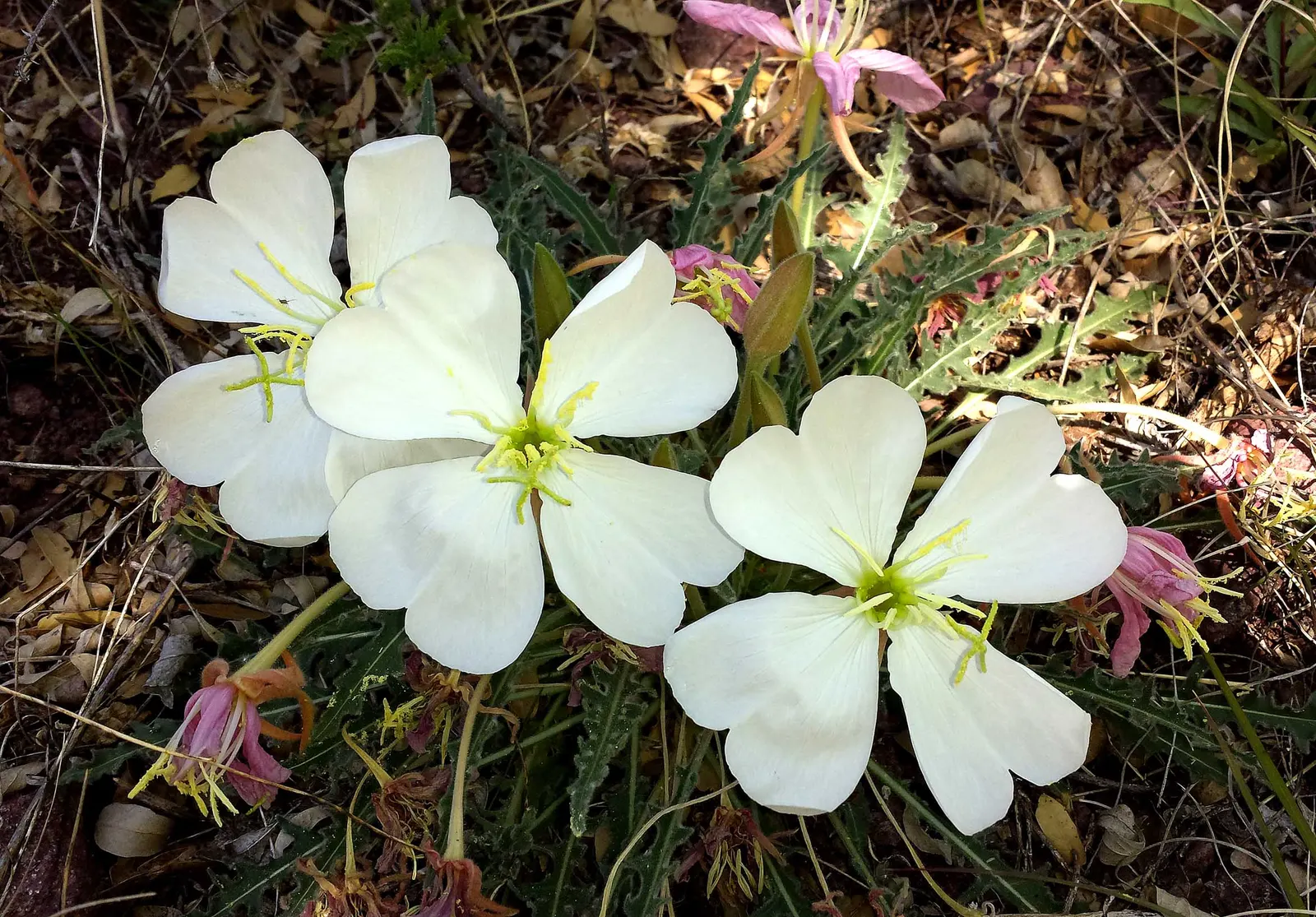Tufted Evening Primrose (Oenothera Caespitosa) — is a perennial plant native to North America that thrives in USDA hardiness zones 3 through 8