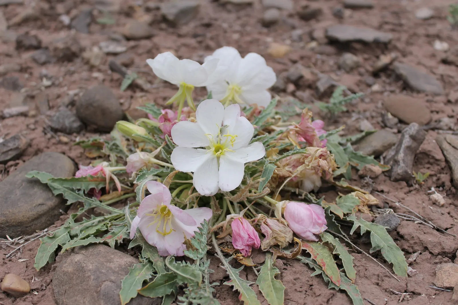 Tufted Evening Primrose (Oenothera Caespitosa) — Watering should be moderate, making sure the soil is not left overly wet; is a perennial plant native to North