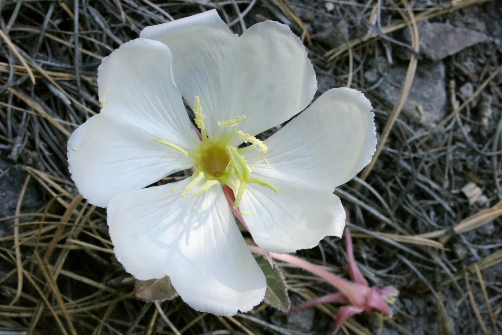 Tufted Evening Primrose (Oenothera Caespitosa) — saucer-shaped flowers that bloom at dusk and close by midday; watering should be moderate, making, image 49