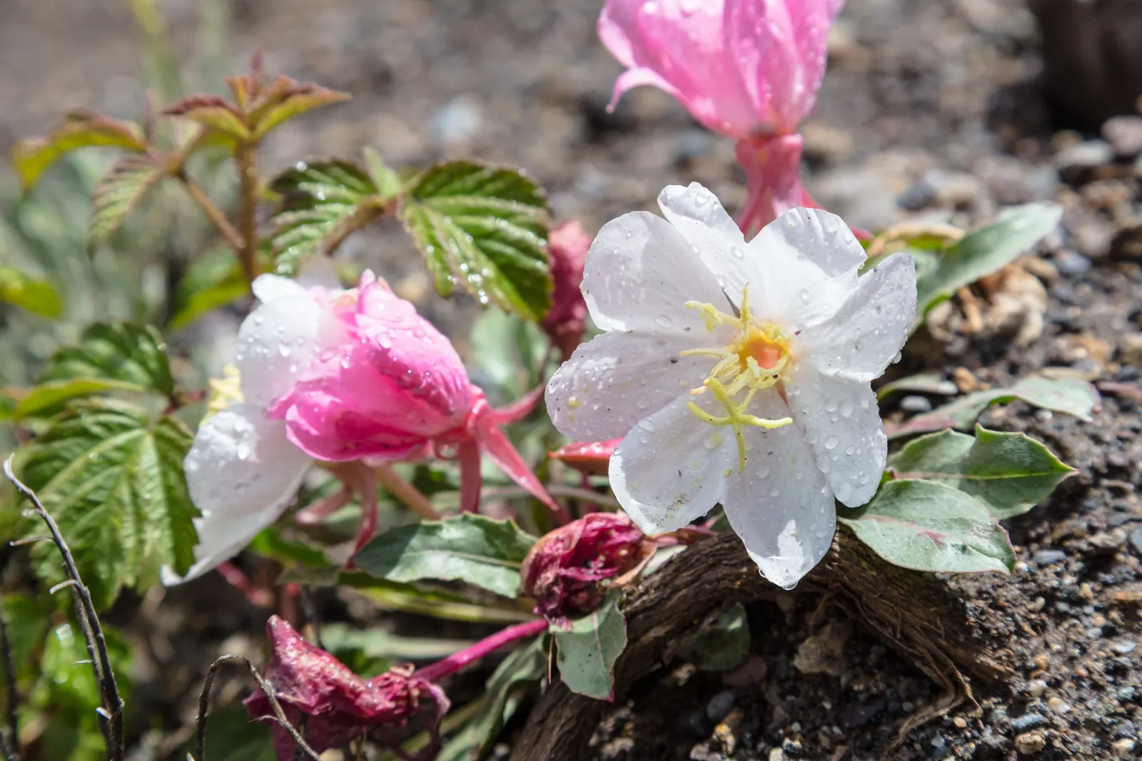 Tufted Evening Primrose (Oenothera Caespitosa) — reaching only about 6 to 12 inches in height with a spread of roughly 8 to 20 inches, image 60